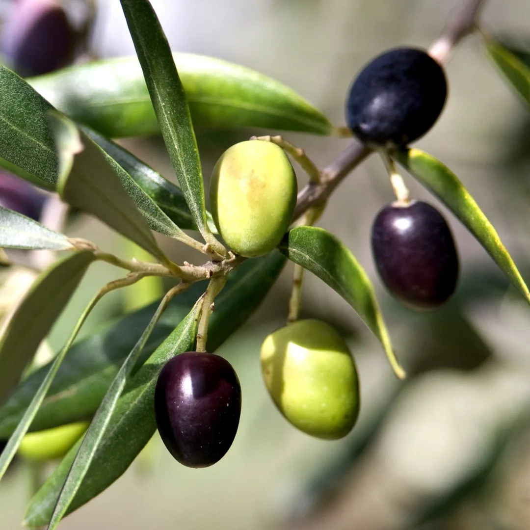 planta de olivo